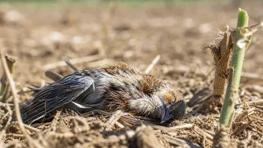Większe zagrożenie grypą ptaków. GIW przypomina hodowcom o zasadach